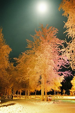 Trees in the night