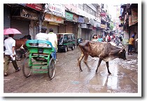 ���C���o�U�[���̋�