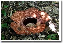 ���t���V�A