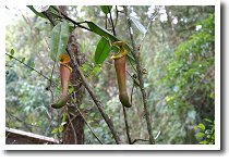 �E�c�{�J�Y��