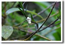 �T���^�N���[�X�t�����[