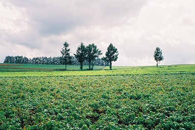 �}�C���h�Z�u���̋u