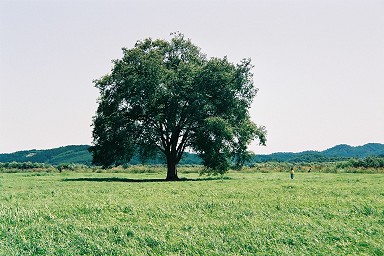 �n���j���̖�