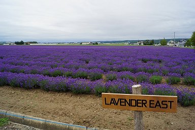 ���x���_�[�C�[�X�g