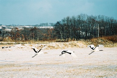 �ߌ���̒O����