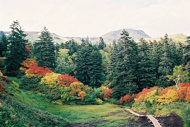 ��������i�΂̏��j