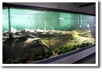 �����΂̃}����