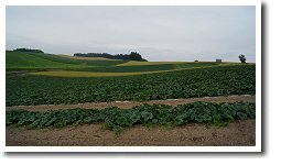 �Ԃ������̕��i