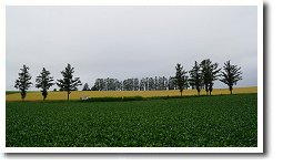 �}�C���h�Z�u���̋u