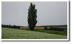 �P���ƃ����[�̃|�v���̖�