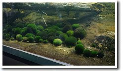 マリモ観察センター