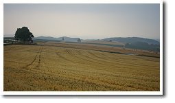 セブンスターの木