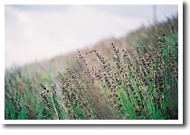 ���x���_�[��