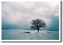 �Z�u���X�^�[�̖�