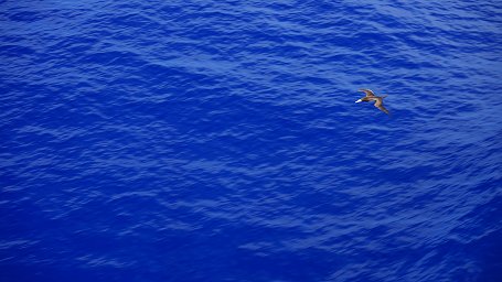 �{�j���u���[