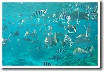 �L���x�c�r�[�`