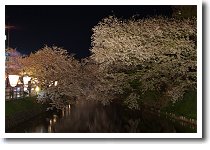 弘前城夜桜
