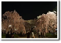 弘前城夜桜