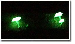 �O���[���y�y