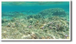 ���C�r�[�`