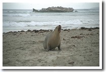 �V�[���x�C