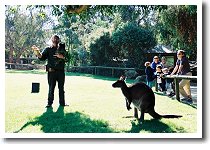 ���C���h���C�t�����v�^���p�[�N