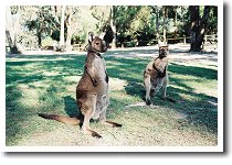 �J���K���[