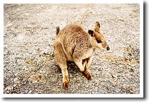 ���b�N�����r�[