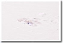 �J���m�n�V�̂����