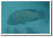 �i�|���I���t�B�b�V��