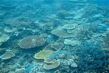 �V�铇���̎X��