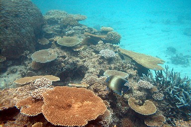 �V�铇���̎X��