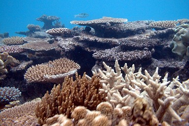 �V�铇���̎X��