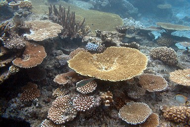 �V�铇���̎X��