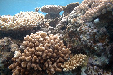 �V�铇���̎X��