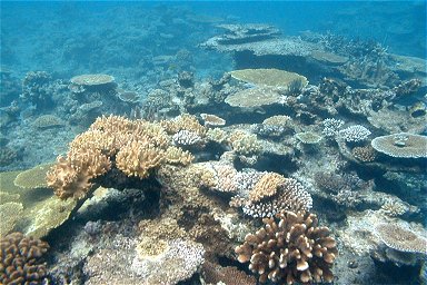 ���ۂ̎X��