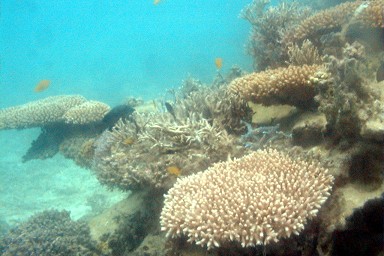 ���ۂ̎X��