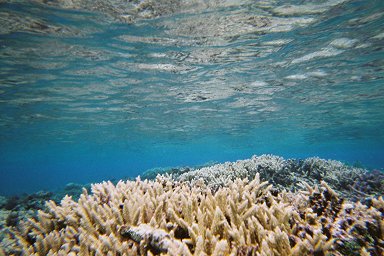 �Ö�^���̎X��