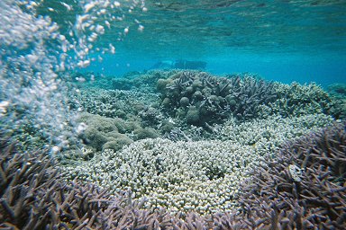 �Ö�^���̎X��