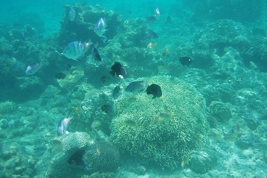 ���v�C�ԓ��̎X��