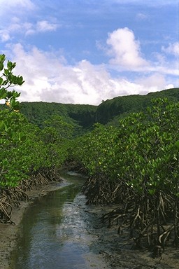 �}���O���[�u