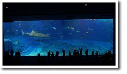 ����C������