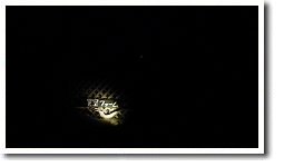 ����t�@�[��