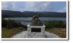 ���}�l�R�̑�