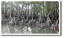 �}���O���[�u