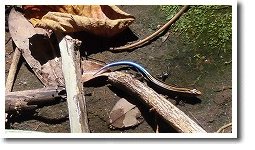 �C�V�K�L�g�J�Q