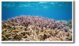 �o���X���̎X��