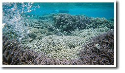 �J���|�C���g