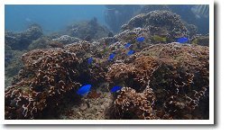 �X�L���[�o�_�C�r���O