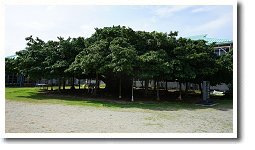 日本一のガジュマル